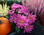 Flores de otoño